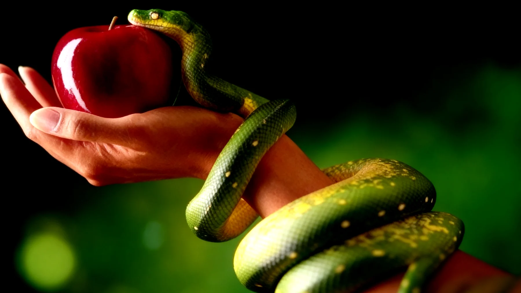 Forbidden Fruit2026-02-16T06:53:57.450Z"